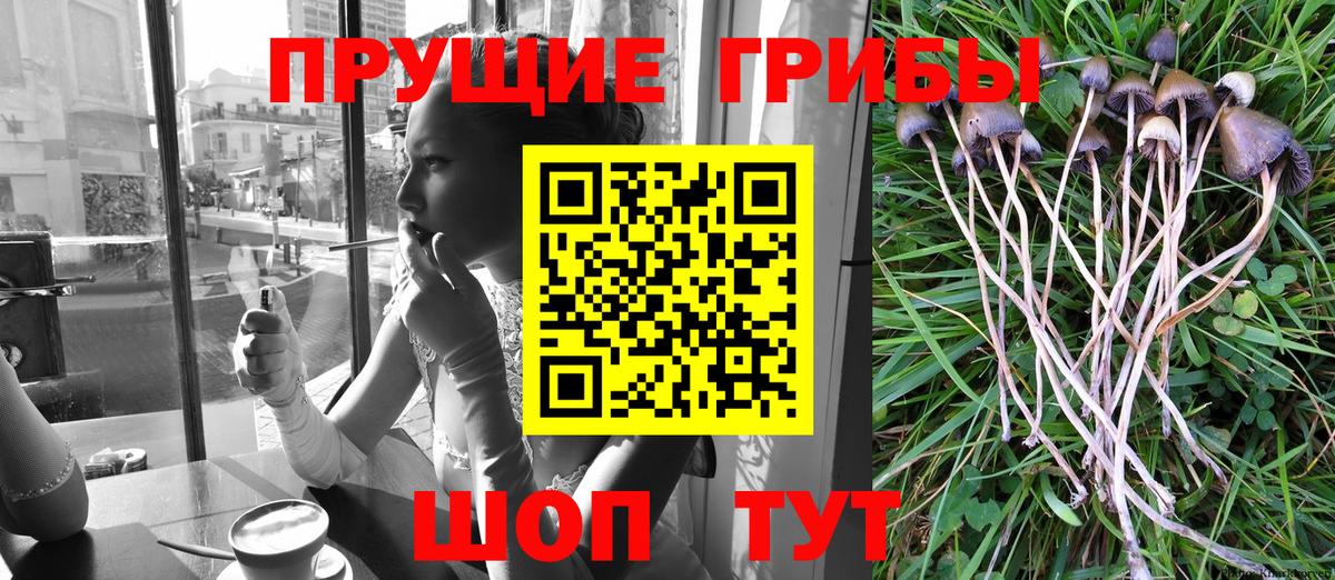 Псилоцибиновые грибы GOLDEN TEACHER  Вход с VPN  Луховицы 